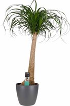 Beaucarnea Recht met Elho brussels antracite ↨ 90cm - hoge kwaliteit planten