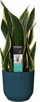 Sansevieria Night Shade in ELHO sierpot Vibes Fold Round (diepblauw) ↨ 55cm - hoge kwaliteit planten