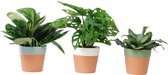 Urban plantenmix in Romy keramiek ↨ 30cm - 3 stuks - hoge kwaliteit planten