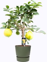 Citrus Lipo op stam in ELHO outdoor sierpot Greenville Rond (groen) ↨ 85cm - hoge kwaliteit planten