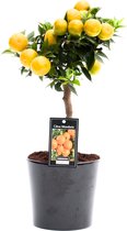 Citrus Mandarin in Roma keramiek ↨ 45cm - hoge kwaliteit planten