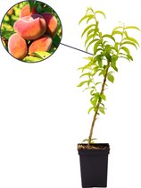 Prunus persica 'Donut' wilde perzikboom, 3 liter pot