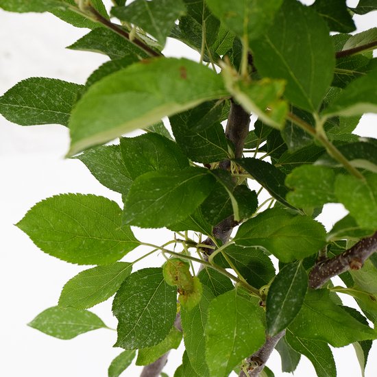 Malus domestica Duo , pot de 3 litres, arbre unique avec 2 couleurs de feuilles et 2 pommes différentes. Pot cultivé pour jardin, potager, terrasse ou balcon.
