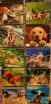 3D ansichtkaarten - set van 10 - dieren