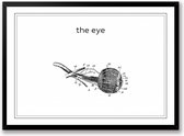 The eye zwart wit poster het oog | line art anatomie | wanddecoratie | Liggend 40 x 30 cm