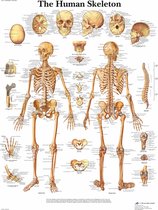 Het menselijk lichaam - anatomie poster skelet (Engels, papier, 50x67 cm) + ophangsysteem