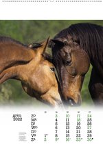 Paarden kalender 2023