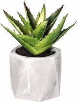 Vetplant Kunst in cementpot- Vetplant- Kunstplant- Cementpot