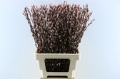 Salix katjes Roze - Verse Droogbloemen - 80cm - GRATIS BEZORGING