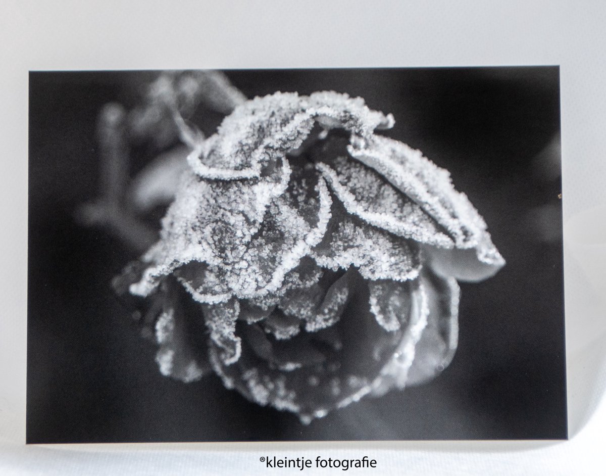 Condoleance wenskaart (a6) – Roos kaart met oprechte deelneming | Kleintje Fotografie