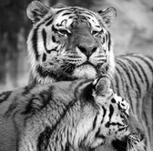 Glasschilderij 50x50cm Tiger zwart-wit