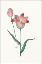 Walljar - Tulipa II - Muurdecoratie - Poster met lijst