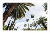 Walljar - Palmbomen Onderaanzicht - Muurdecoratie - Poster met lijst