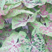 Caladium Seafoam Pink®