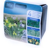 Vijver planten Set - Mix Van Pontederia, Acorus, Iris - Doe-Het-Zelf Set - Complete Kit Inclusief Vijvermand, vijveraarde en afdekgrind - In droogverpakking