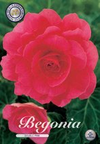 3 x Begonia | Double Pink