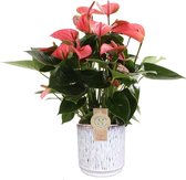 FloriaFor - Anthurium Pink Champion In Sierpot Medan (wit) - - ↨ 50cm - ⌀ 16cm