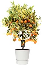 FloriaFor - Citrus Variegata In ELHO Outdoor Sierpot Greenville Rond (wit) - - ↨ 75cm - ⌀ 25cm