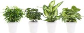 FloriaFor - Combibox Hippe Kamerplanten In Anna White- Keramiek - - ↨ 25cm - ⌀ 12cm