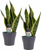 FloriaFor - Duo Sansevieria Superba Met Anna Grey Potten - - ↨ 35cm - ⌀ 12cm