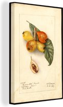Toile Peinture Loquats - peinture de Deborah Griscom Passmore - 120x180 cm - Décoration murale XXL