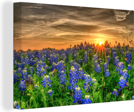 Canvas Schilderij Texas Bluebonnet bloemen in een veld bij zonsondergang - 120x80 cm - Wanddecoratie