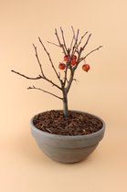 Bonsai Appelboom