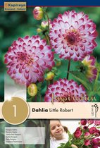 Dahlia 'Little Robert' - zomerbollen