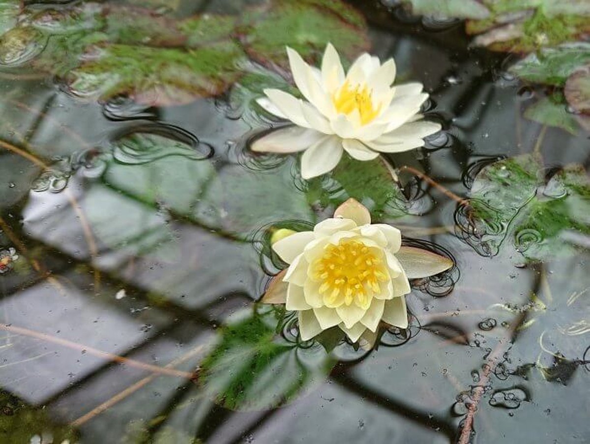 Waterlelie Nymphaea Pygmaea Helvola (Gele dwerg waterlelie) - Vijverplant- Vijverklaar opgeplant in een mand van 19 x 19 cm - Lang bloeiende, kleinbloemige, kleine waterlelie - Vijverplanten Webshop