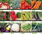 Groentezaden pakket Buzzy XL 12 stuks - Tomaten - Paprika - Courgette - Komkommer - Broccoli - Mais - Bloemkool - Wortels - Radijsjes -  Bieten - Snijbonen - Spaanse pepers