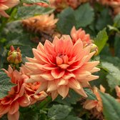 Dahlia Berliner Orange