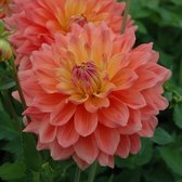 Dahlia Ace Summer Sunset