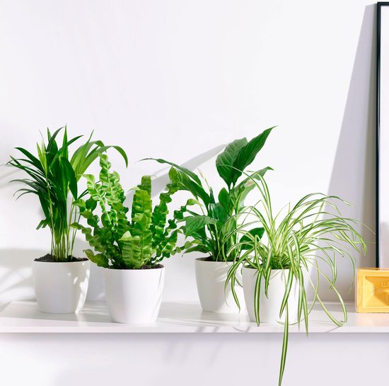 Plantenmix - 4 kamerplanten - Areca, Chlorophytum, Nephrolepis, Spathiphyllum - ↕25-30cm - Incl. Sierpot Pot wit-ø 12cm