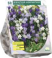Baltus Brodiaea Mix Triteleia bloembollen per 50 stuks