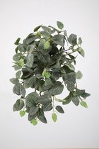 kunstplant - Fittonia - Hedera- topkwaliteit plant - hangplant - groen - 55 cm hoog