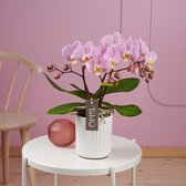 Tablo Cosmopolitan orchidee roze in Molise witte pot | Ø 12 cm | ↕ 35-45 cm