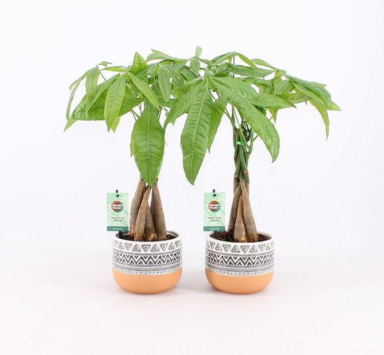 Pachira Aquatica 180 Cm bestellen bij de kweker - Pots&Plants