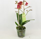 Orchidee van Botanicly – Vlinder orchidee – Hoogte: 40 cm, 2 takken – Phalaenopsis Multiflora Bowdion