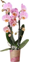 Kolibri Orchids | roze Phalaenopsis orchidee - Niagara Fall - potmaat Ø9cm | bloeiende kamerplant - vers van de kweker