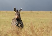 Dibond - Dieren - Wildlife / Zebra in beige / wit / zwart - 120 x 180 cm.