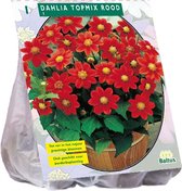 Baltus Dahlia Topmix Rood bloembol per 1 stuks