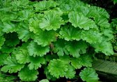 Schildblad (Darmera peltata) - Vijverplant - 3 losse planten - om zelf op te potten - Vijverplanten Webshop