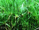 Parapluplant (Cyperus alternifolius) - Oeverplant - 3 losse planten - om zelf op te potten - Vijverplanten Webshop