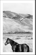 Walljar - Horse Next To Mountain - Dieren poster