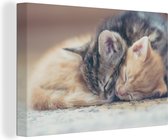 Canvas Schilderij Slapende kittens - 60x40 cm - Wanddecoratie