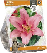 Baltus Lilium Asiatic Pink Lelie bloembollen per 2 stuks