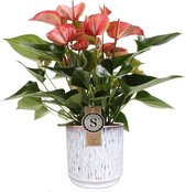 Anthurium Livium Red in sierpot Medan (wit) – ↨ 50cm – ⌀ 16cm