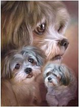 DIAMOND PAINTING volwassenen - vierkante steentjes - full -  groot formaat - nieuwe tekeningen - 45 op 55 cm (canvas) - 40 op 50 (foto)