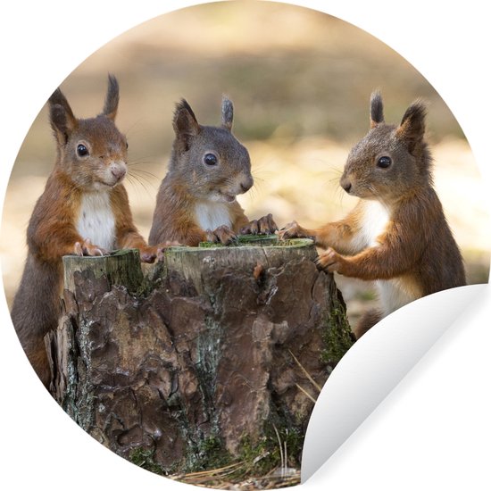 WallCircle - Muurstickers - Behangcirkel - Drie eekhoorns rond afgehakte boom - 120x120 cm - Muurcirkel - Zelfklevend - Ronde Behangsticker XXL