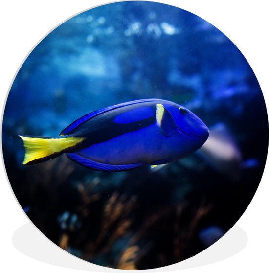 WallCircle - Wandcirkel ⌀ 150 - Blauwe vis in aquarium - Ronde schilderijen woonkamer - Wandbord rond - Muurdecoratie cirkel - Kamer decoratie binnen - Wanddecoratie muurcirkel - Woonaccessoires